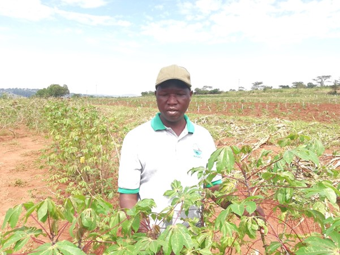 Tackling Cassava Brown Streak Disease in Uganda with Nuclear Techniques