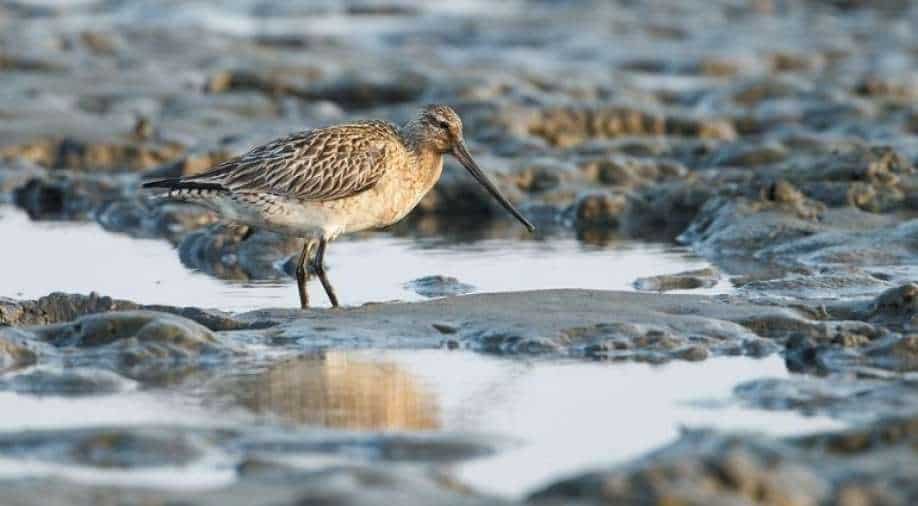 “Welcome Home”: Godwit touched New Zealand after being blown to Alaska
