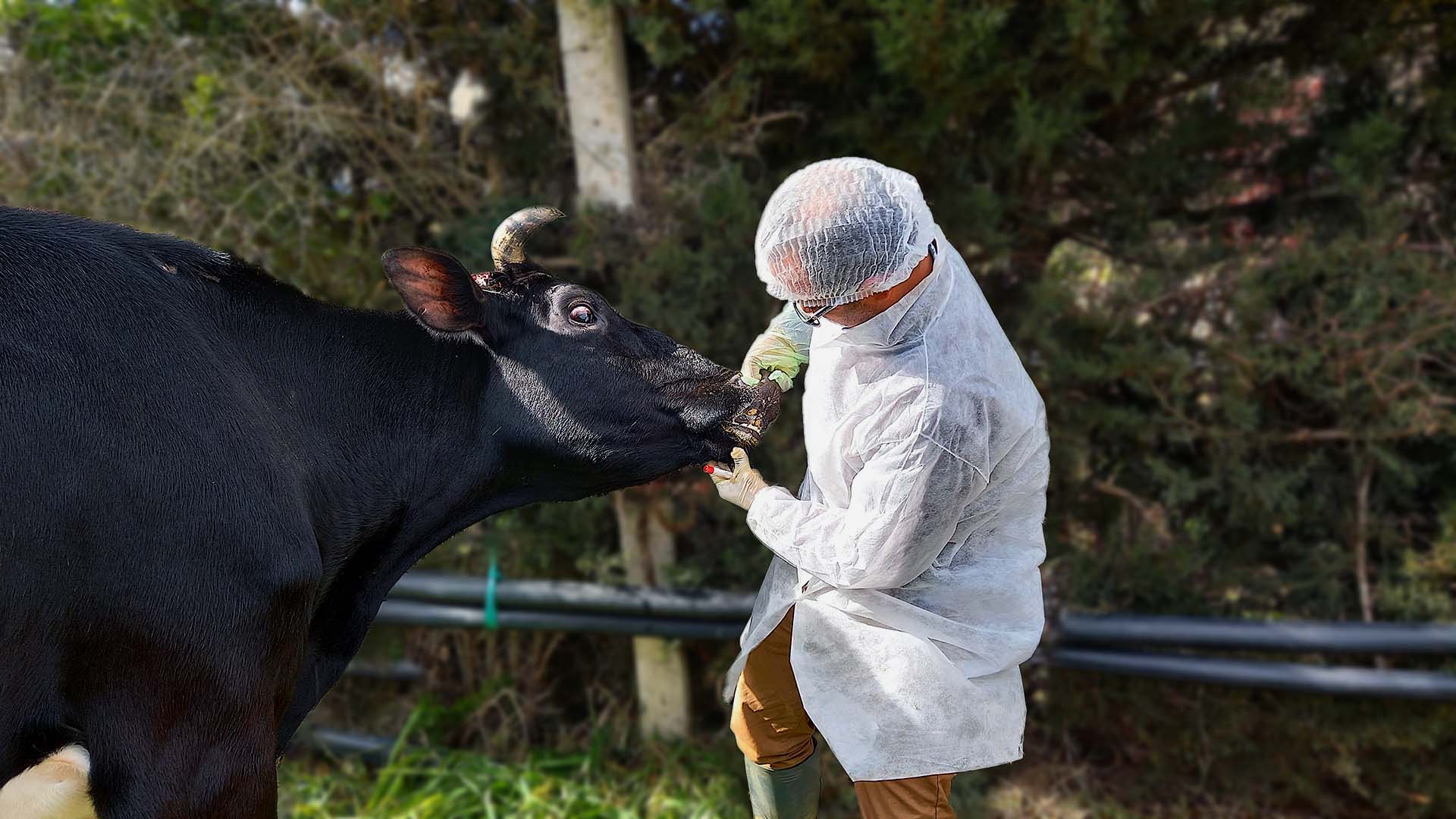 Strain of Foot and Mouth Disease in Tunisia Identified in Record Time with IAEA/FAO Support