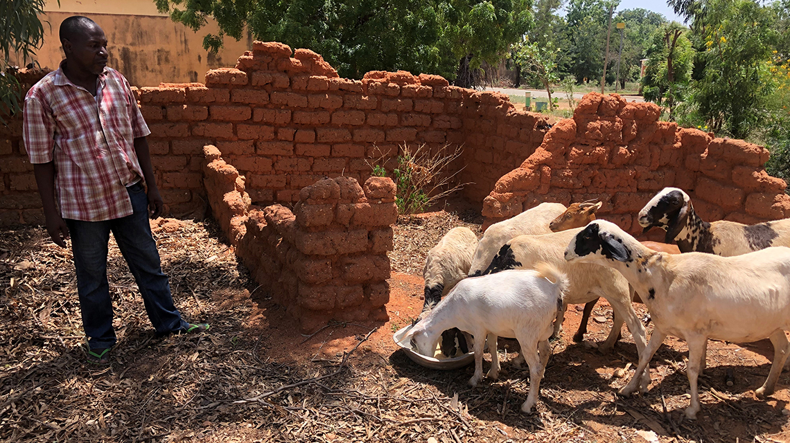 Cameroon’s Veterinary Authorities Fight Off Ruminant Disease Using Nuclear Derived Techniques